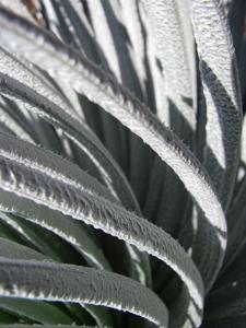 Argyroxiphium sandwicense subsp. macrocephalum