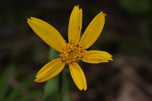Arnica cordifolia