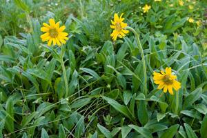 Arnica unalaschcensis var. tschonoskyi