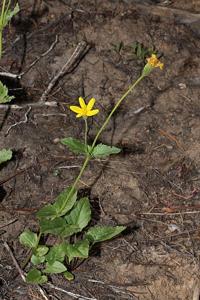 utils/thumbs/Asteraceae/Arnica_WerwKJZyBQYZ3CHZygJnzn.jpg