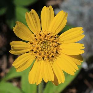 Arnica unalaschcensis var. tschonoskyi