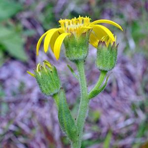 Arnica acaulis