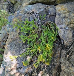 utils/thumbs/Asteraceae/Artemisia_b35zCvPXUj8qP6vayixU2p.jpg