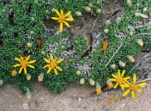 utils/thumbs/Asteraceae/Brachyclados_FhHfA2pe6CemWVTVrh7HWw.jpg