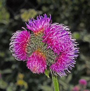 Carduus personata