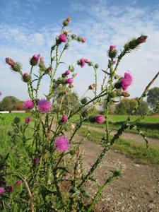 Carduus acanthoides