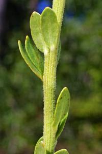 Carphephorus corymbosus