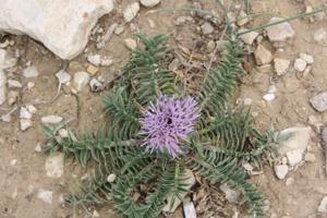 utils/thumbs/Asteraceae/Carthamus_Xb3DBWucJEC4TPD8mUGWRq.jpg