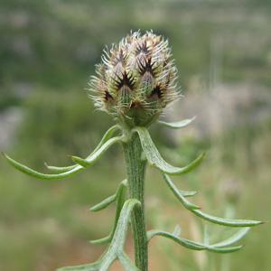 Centaurea paniculata