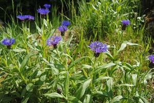 Centaurea montana
