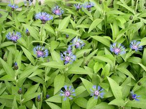 Centaurea montana