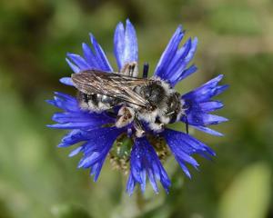 Centaurea cyanus