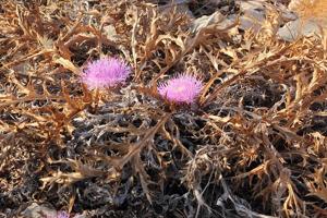 utils/thumbs/Asteraceae/Chamaeleon_LCQtC44nMzWsKc4vQmSx6o.jpg