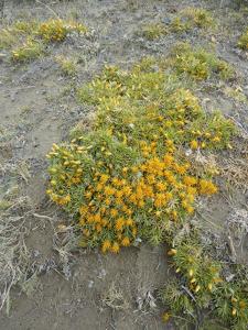 utils/thumbs/Asteraceae/Chuquiraga_efBmrXjYgnzDq2vobWfGVm.jpg