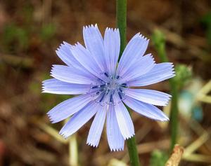 utils/thumbs/Asteraceae/Cichorium_2nTudWgLwyqEM4G9tBsp3N.jpg