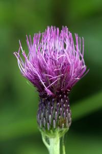 utils/thumbs/Asteraceae/Cirsium_3LjxSFWKWoW7XzdsBDX3VJ.jpg