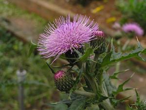 Cirsium japonicum var. australe