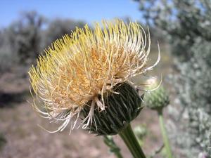 Cirsium canovirens