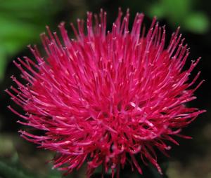 Cirsium japonicum