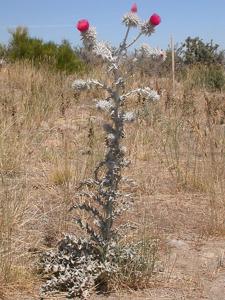 Cirsium occidentale var. candidissimum