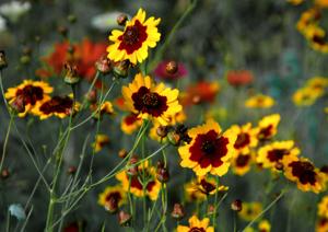 Coreopsis bicolor