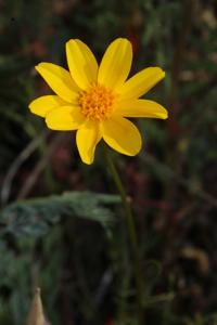 Coreopsis bigelovii