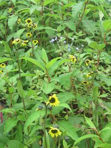 Cremanthodium arnicoides