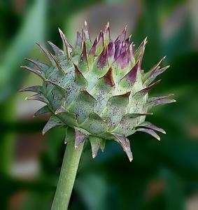 Cynara cardunculus