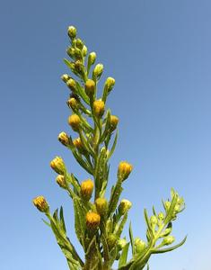 Dittrichia graveolens