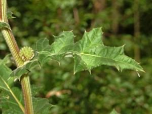 Echinops sphaerocephalus