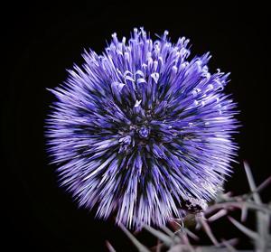 Echinops adenocaulos