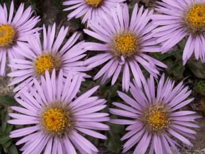 Aster asterodes