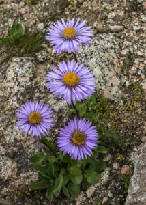 Erigeron heterochaeta