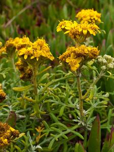 utils/thumbs/Asteraceae/Eriophyllum_XNDWkTAogWfYimw49GgFks.jpg