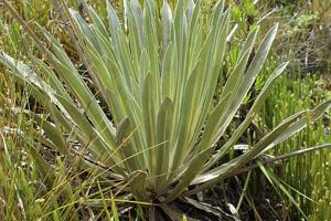 Espeletia boyacensis