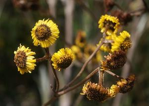 utils/thumbs/Asteraceae/Espeletia_kaVsvycAGNxtMQfLcrYG8y.jpg