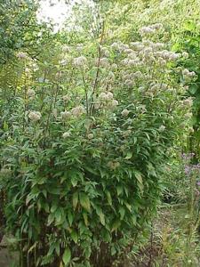 Eupatorium cannabinum