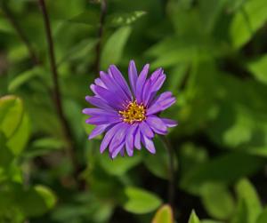 Eurybia sibirica