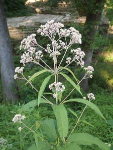 Eutrochium fistulosum