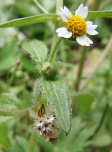 utils/thumbs/Asteraceae/Galinsoga_Ay7EAmTdCkFL59yFegP6wF.jpg
