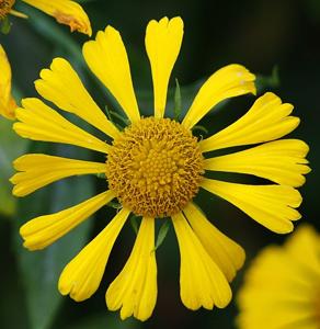 Helenium autumnale