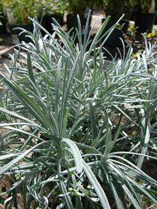 Helichrysum thianschanicum