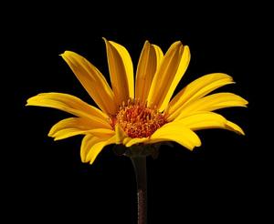 Heliopsis helianthoides