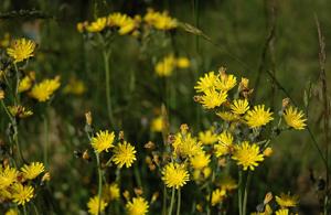 Hieracium caespitosum