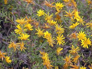 utils/thumbs/Asteraceae/Hirpicium_E7tnm9NmUuU6cBpoMEj5wz.jpg