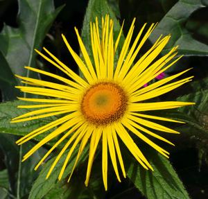 Inula hookeri