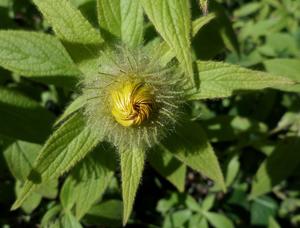 Inula hookeri
