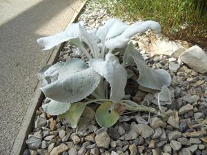 Senecio candicans
