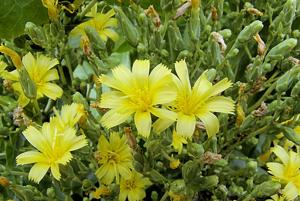 Lactuca sativa