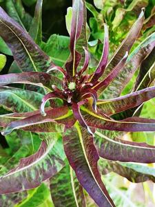 Lactuca sativa